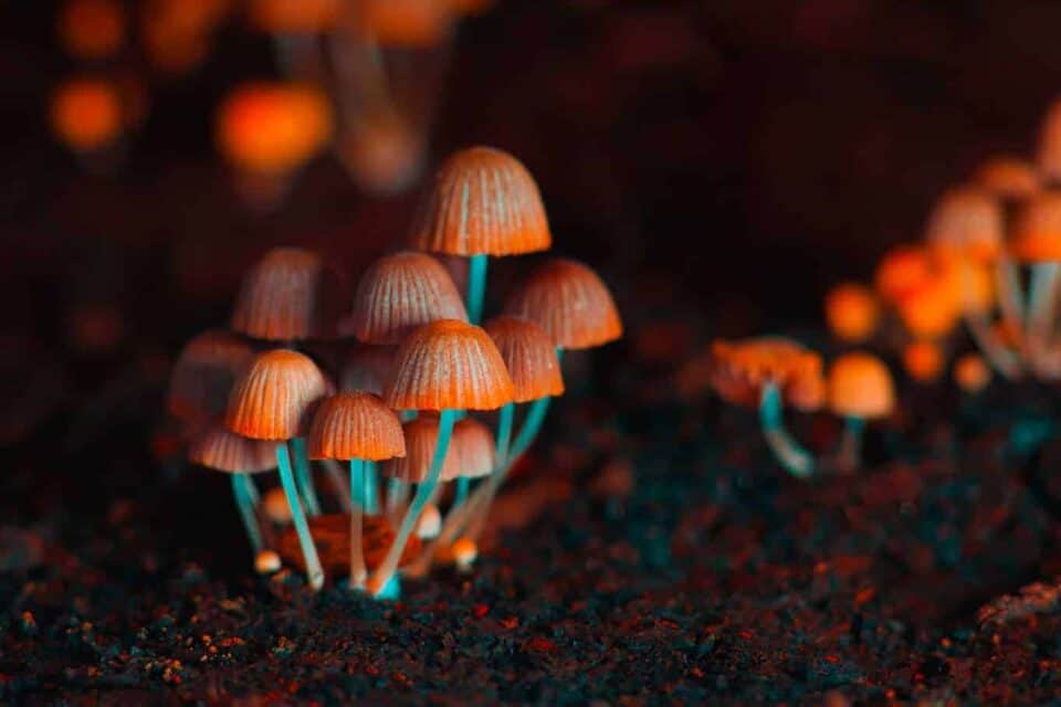 Orange Psilocybin Mushrooms Growing out of Dirt