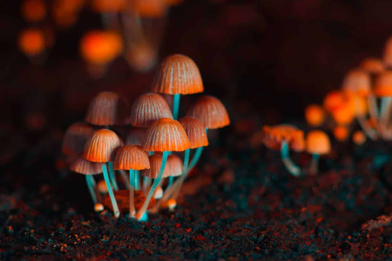 Orange Psilocybin Mushrooms Growing out of Dirt