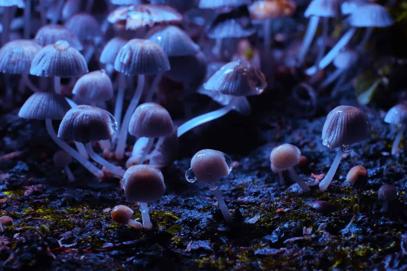 Psilocybin Mushrooms Growing Under Blacklight